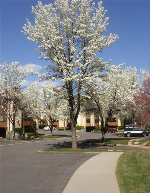 Midvale Multiplex: 6855 S Countrywoods Cir