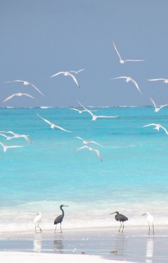 Satellite Beach Condo: 55 Sea Park Blvd